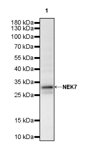 NEK7 Recombinant Rabbit mAb (S-2494-70)