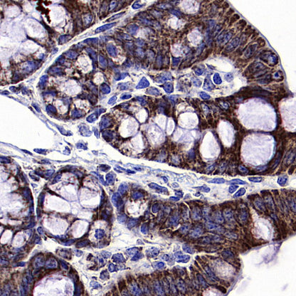COXIV Recombinant Rabbit mAb (S-5358)