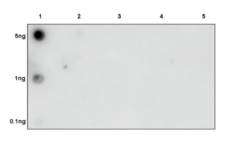 Histone H3 (mono methyl K4) Rabbit polyclonal antibody