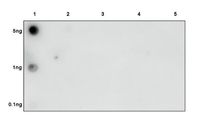 Histone H3 (mono methyl K4) Rabbit polyclonal antibody
