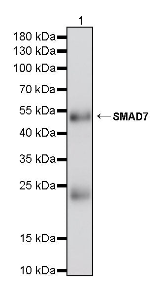 SMAD7 Mouse mAb