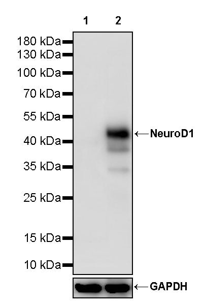 NeuroD1 Recombinant Rabbit mAb (S-3843-10)