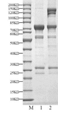 MST3 GST Tag Protein, Human