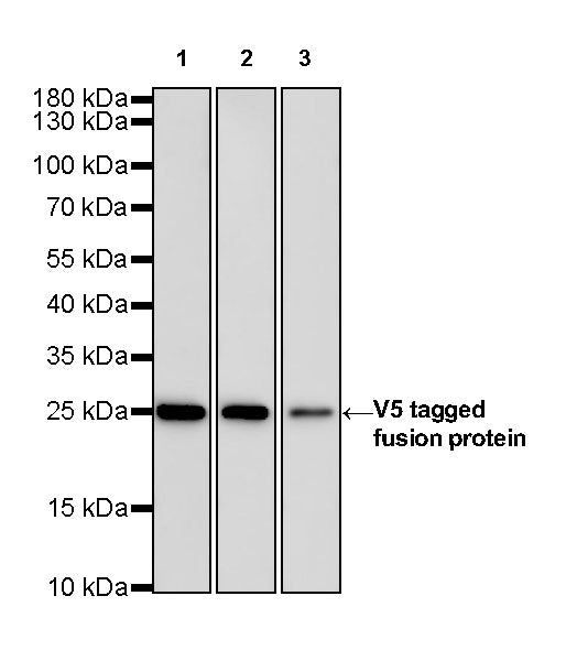 V5 Tag Mouse mAb (S-610-66)