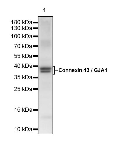 Connexin 43 / GJA1 Rabbit Polyclonal Antibody