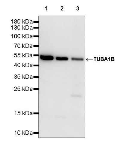 TUBA1B Rabbit Polyclonal Antibody