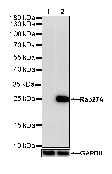 Rab27A Recombinant Rabbit mAb (S-4453-62)