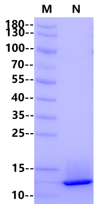 β-NGF Protein, Human