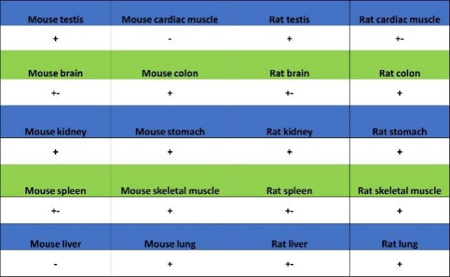 PSME4 Recombinant Rabbit mAb (S-3132-44)
