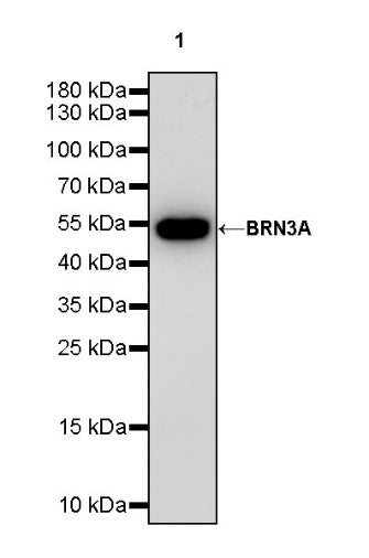 BRN3A Recombinant Rabbit mAb (S-1867-5)