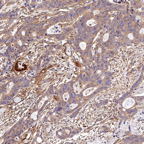 Vinculin Recombinant Mouse mAb (S-916-217)