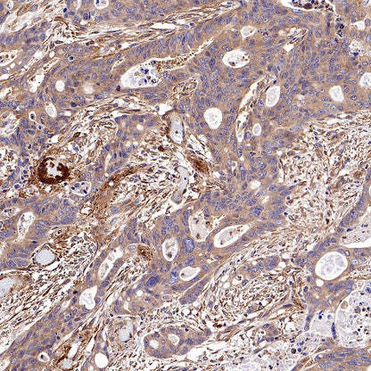Vinculin Recombinant Mouse mAb (S-916-217)