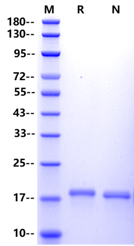 G-CSF Protein, Human