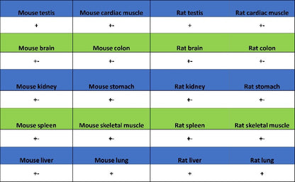 Cyclin E1 Recombinant Rabbit mAb (SDT-2512-182)