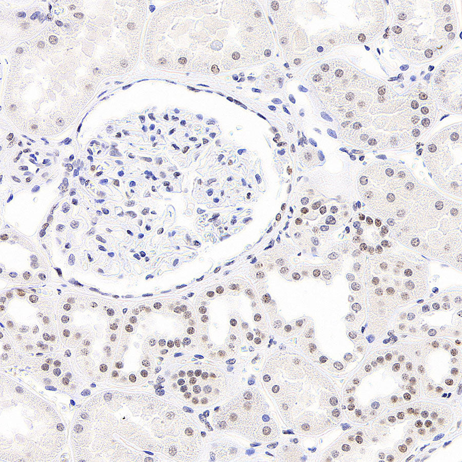 Anti-5-methylcytosine (5-mC) Recombinant Mouse mAb (S-3720)