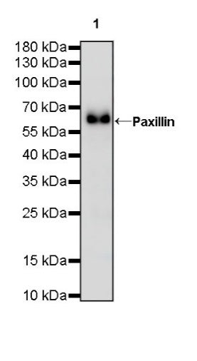 Paxillin Recombinant Rabbit mAb (S-619-12)