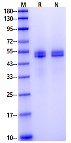 OPN/SPP1 His Tag Protein, Mouse