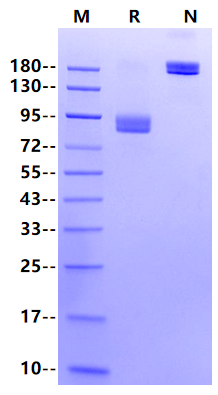 Biotinylated IL-6 R alpha/CD126 Fc&Avi Tag Protein, Human