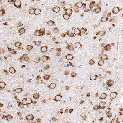 RPS3A Rabbit polyclonal antibody
