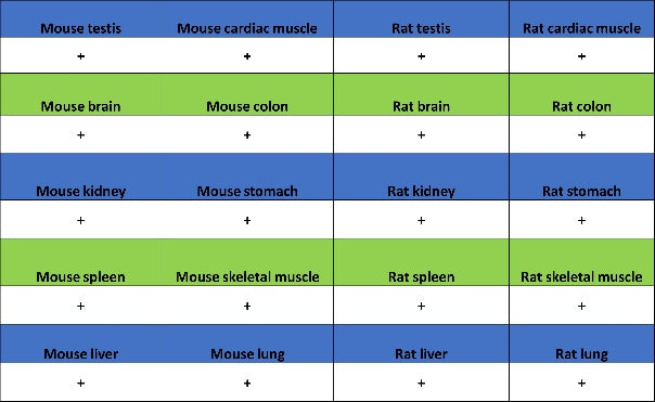 NR1D1 + NR1D2 / RVR Recombinant Rabbit mAb (S-5962)