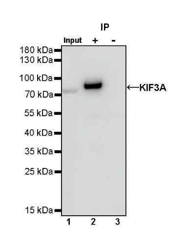 KIF3A Recombinant Rabbit mAb (S-1083-9)