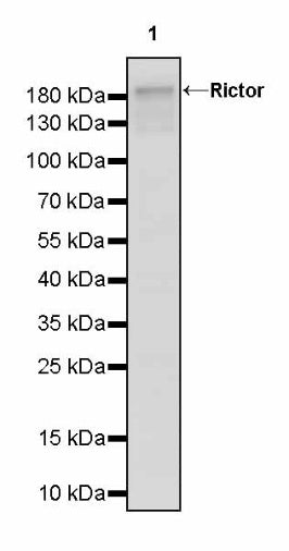 Rictor Recombinant Rabbit mAb (S-2601-26)