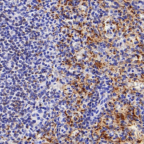 COX1/Cyclooxygenase 1 Recombinant Rabbit mAb (S-1478-48)