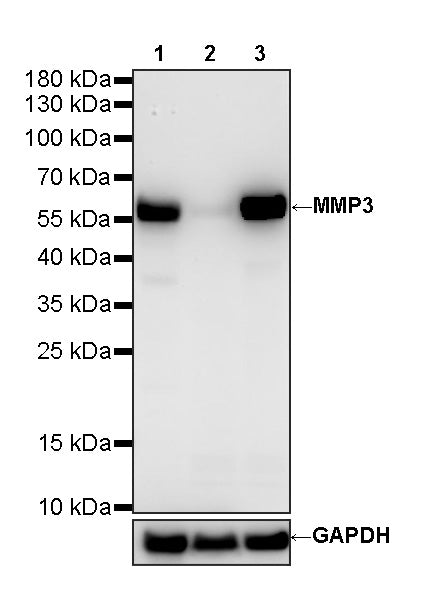 MMP3 Recombinant Rabbit mAb