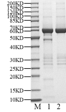 TRIB2 His&GST Tag Protein, Human