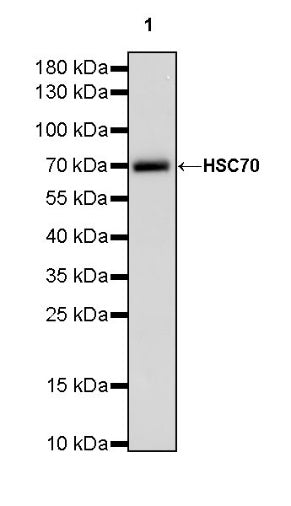 HSC70 Recombinant Rabbit mAb (S-996-65)