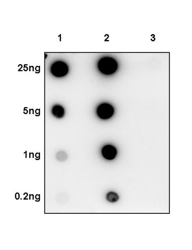 Tau (phospho T217) Recombinant Rabbit mAb (S-176-213)