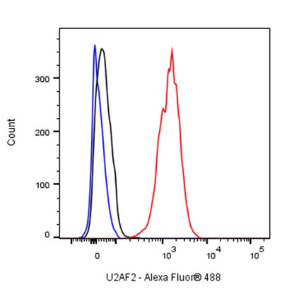 U2AF2 Recombinant Rabbit mAb (S-1324-1)