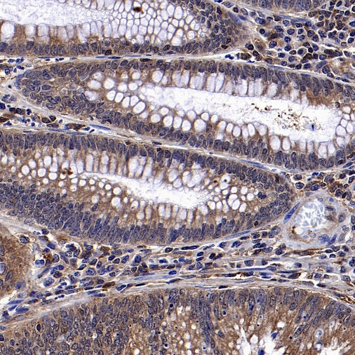 YWHAH/14-3-3 eta Recombinant Rabbit mAb (S-1327-22)