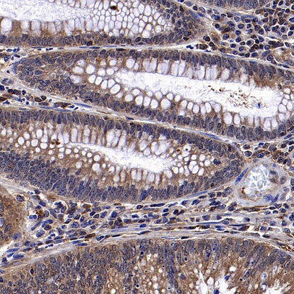 YWHAH/14-3-3 eta Recombinant Rabbit mAb (S-1327-22)