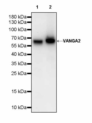 VANGA2 Recombinant Rabbit mAb (S-2938-231)