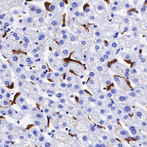 CD163 Recombinant Rabbit mAb (SDT-222-171)