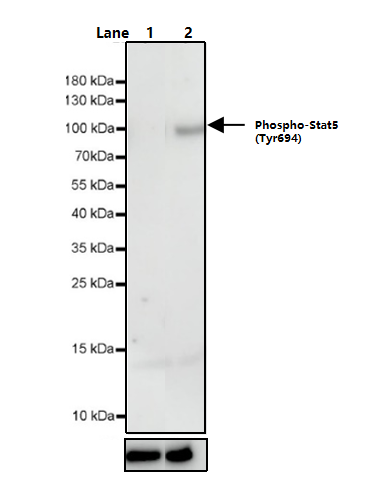 EGF Protein, Human