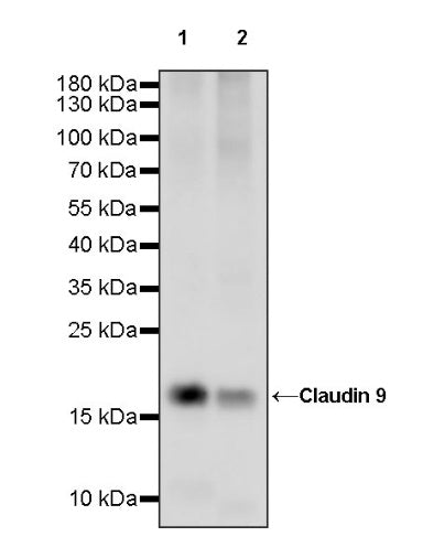Claudin 3+Claudin 9 Recombinant Rabbit mAb (SDT-1452-69)