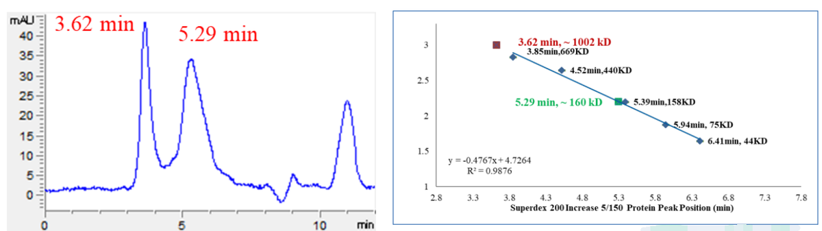 JAK3 GST Tag Protein, Human