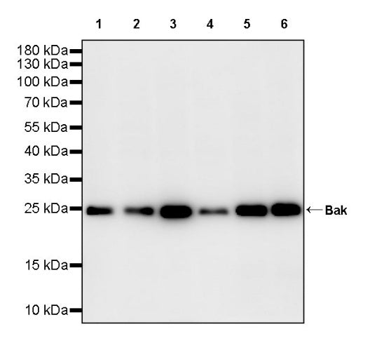 Bak Recombinant Rabbit mAb (S-2990-55)
