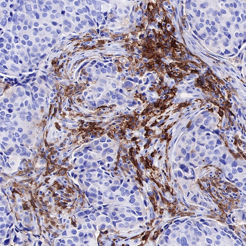 CD14 Mouse mAb (SDT-631-7)