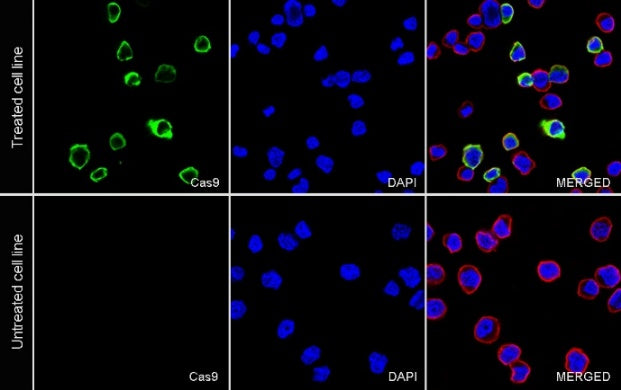 Cas9 Recombinant Mouse mAb (S-R500)