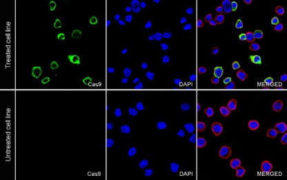 Cas9 Recombinant Mouse mAb (S-R500)
