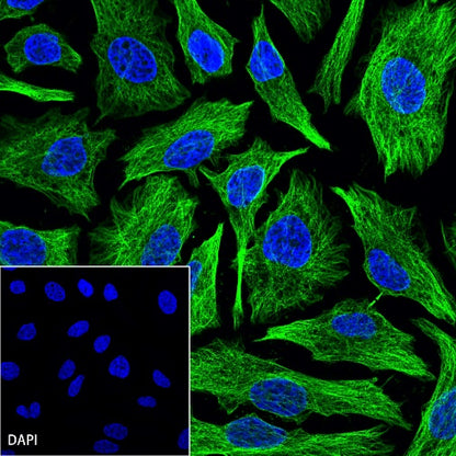 α/β-Tubulin Antibody Rabbit Polyclonal Antibody