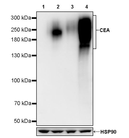 CEA Recombinant Rabbit mAb (SDT-098-41)