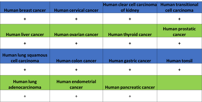 TGN46 Recombinant Rabbit mAb (S-3514-47)