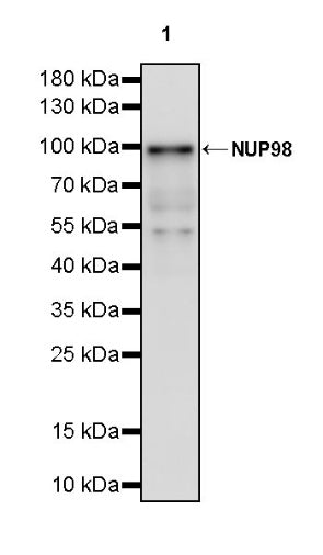 NUP98 Recombinant Rat mAb (S-3384)