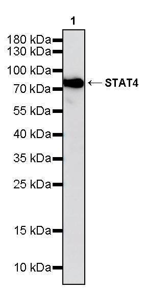 Stat4 Recombinant Rabbit mAb (S-4916-70)