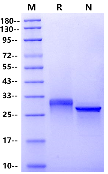 Enterokinase, Bovine