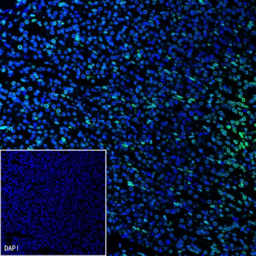 Lamin A/C Recombinant Rabbit mAb (S-950-164)